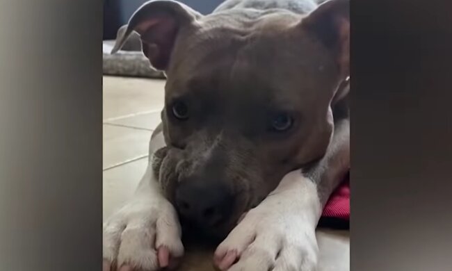 Pitbull. Quelle: Screenshot Youtube