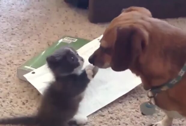 Freundschaft zwischen Katze und Hund. Quelle: Screenshot Youtube
