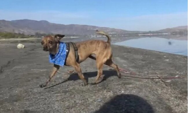 “Ich habe Angst vor dir”: Der Hund kauerte im Spalt und ließ niemanden in seine Nähe