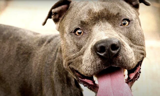 Pitbull. Quelle: Screenshot YouTube