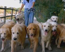 Hunde. Quelle: Youtube Screenshot