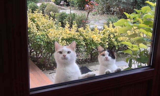 Katzen betteln um Futter (Symbolbild). Quelle: Youtube Screenshot