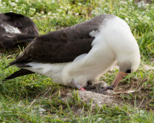 Fortsetzung der Population: Der älteste 66-jährige Albatros der Welt bekam Nachwuchs