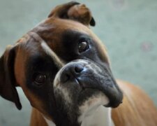 "Die dunkle Seite des Haustieres": Der Hund kaute Dutzende Dinge und verursachte Schaden im Wert von 8000 Euro