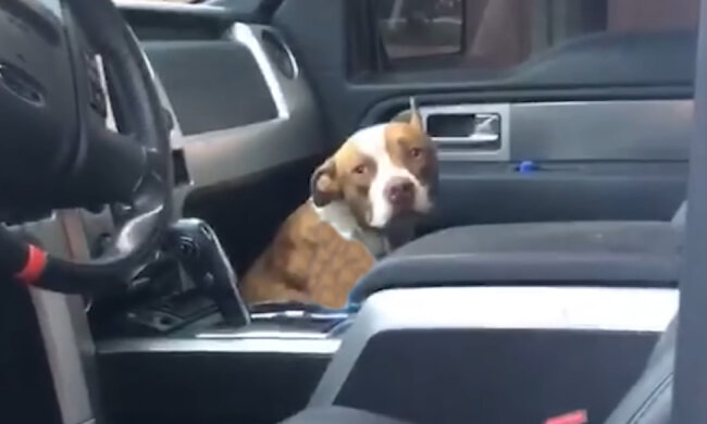 Mann zog einen Hund aus einem brennenden Auto. Quelle: Screenshot Youtube