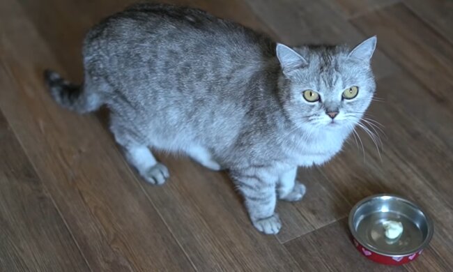 Stanley. Quelle: YouTube Screenshot