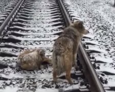 Die Treue eines Hundes: ein obdachloser Hund, der sein Leben riskierte, verteidigte seine Freundin