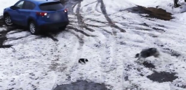 Ein Video der heldenhaften Rettung eines ungeschickten Welpen unter den Rädern eines Autos