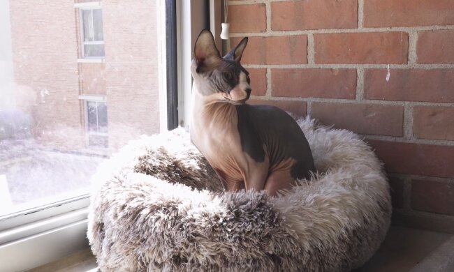 Katze (Symbolbild). Quelle: Youtube Screenshot