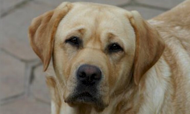 Hund. Quelle: Screenshot Youtube
