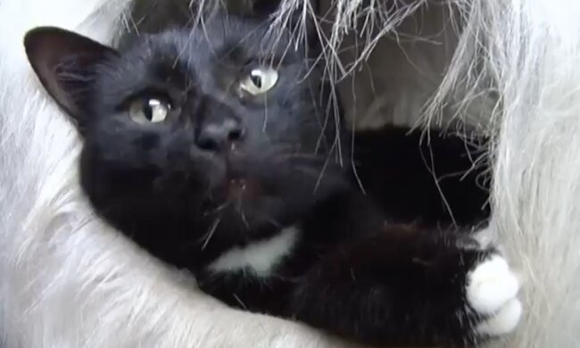 Katze. Quelle:  Screenshot YouTube