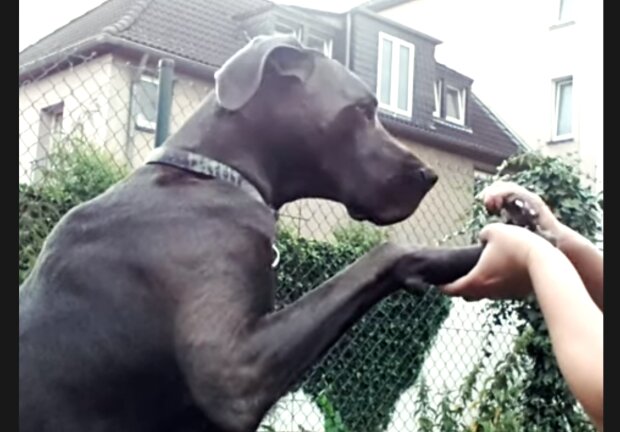 Eine schwierige Aufgabe für Hundebesitzer. Quelle: Screenshot YouTube