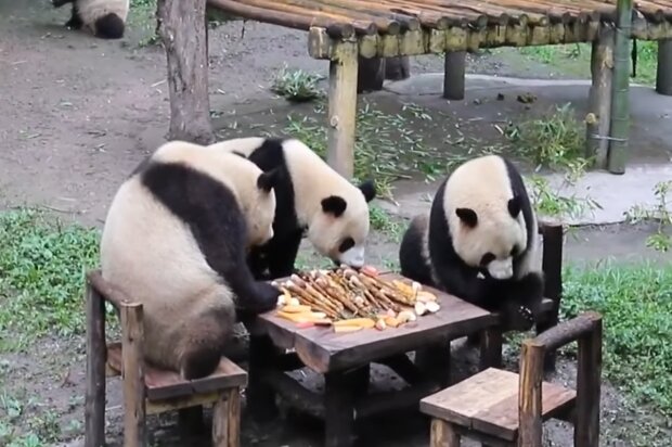 Panda-Familie. Quelle: Screenshot Youtube