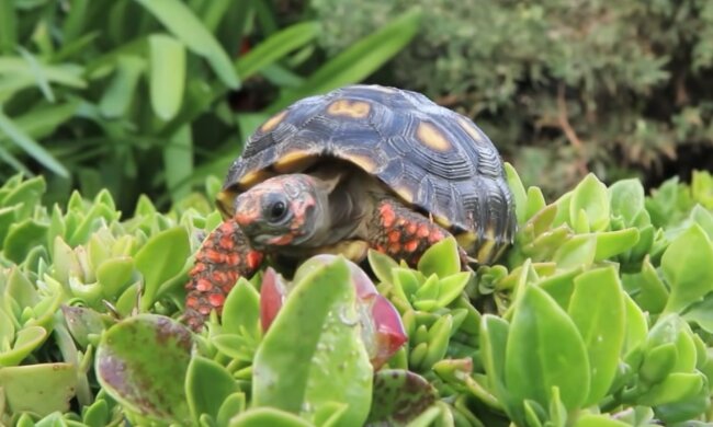 Respektable Tat zum Wohl des Tieres. Quelle: Screenshot YouTube