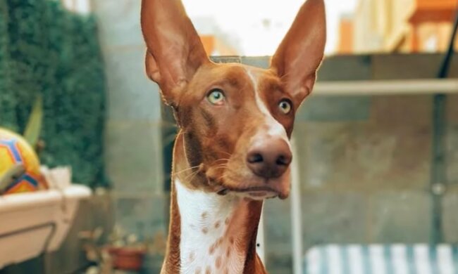 Hund der Rasse Podenco Canario. Quelle: Screenshot Youtube