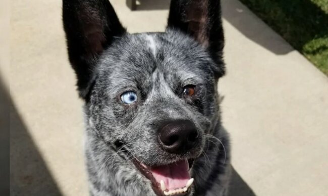 Die Geschichte eines Hundes namens Moose: Er ist glücklich, obwohl ihm ein Teil seines Gehirns fehlt