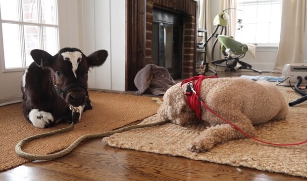 Kuh und Hund im Haus. Quelle: YouTube Screenshot