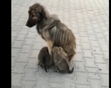 Hundemama mit Kindern. Quelle:Youtube Screenshot