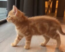 Oliver. Quelle: YouTube Screenshot