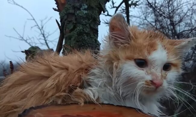 Die junge Frau nahm ein dünnes und schmutziges Kätzchen auf, aber sie konnte sich nicht einmal vorstellen, wie es aufwachsen würde