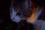 Katze. Quelle: Screenshot YouTube