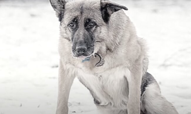 Hund. Quelle: Screenshot YouTube