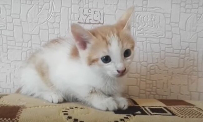 Kätzchen. Quelle: Screenshot Youtube