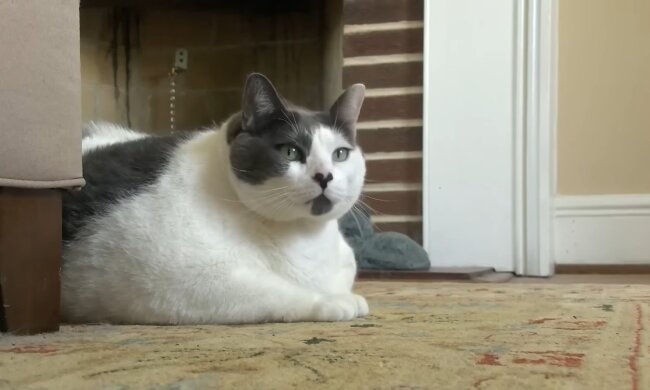 Tierliebe im XXL-Format. Quelle: Youtube Screenshot