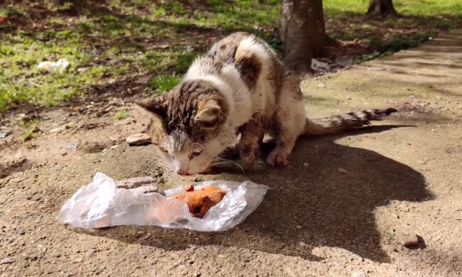 "Ich glaube nicht, dass mich jemals wieder jemand lieben wird": dachte eine 12-jährige Streunerkatze traurig, nachdem sie sich ohne Familie wiederfand