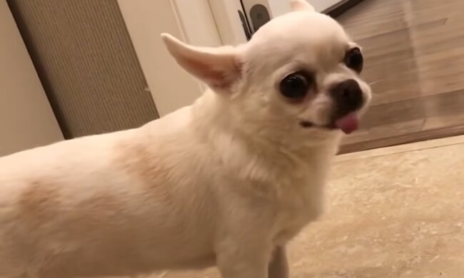 Problematische Hunderassen für unerfahrene Hundehalter. Quelle: Screenshot YouTube