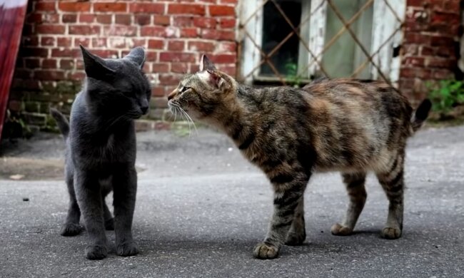 Der Mann macht Winterunterstände für streunende Katzen aus weggeworfenen Kühlers