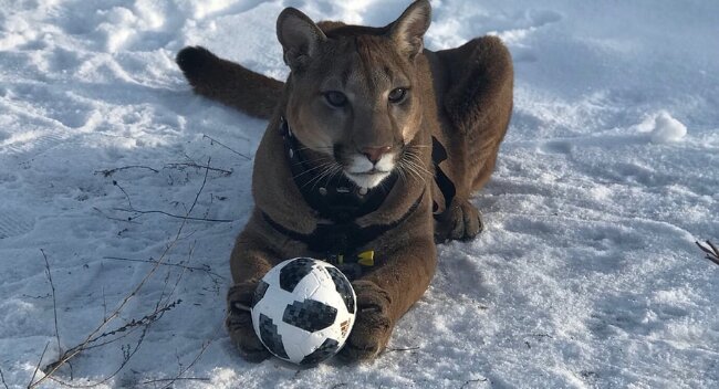 Das Paar nahm einen Puma aus dem Streichelzoo und verwandelte ihn in eine verwöhnte Hauskatze