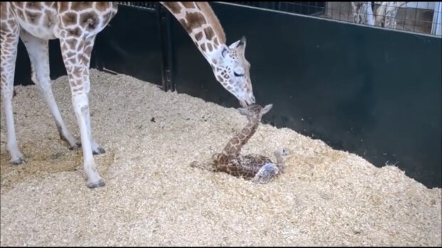 Giraffenmutter bringt ihrem Baby das Aufstehen bei. Quelle: Youtube Screenshot