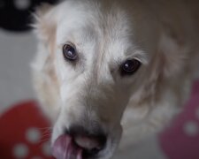 Hund. Quelle: Screenshot YouTube