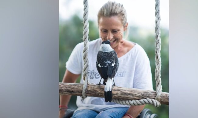 Eine Familie rettete ein Elsterküken, das heranwuchs und ihr ganzes Leben veränderte