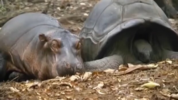 Nilpferd und Schildkröte. Quelle: Screenshot YouTube