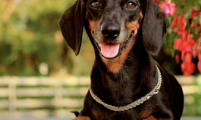 Dackel. Quelle: Screenshot YouTubea