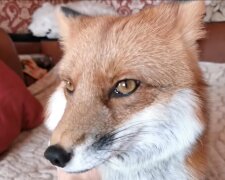 Der Fuchs. Quelle: Youtube Screenshot