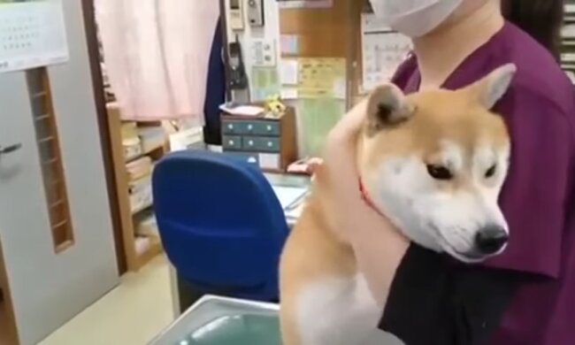 Ein Hund beim Tierarzt. Quelle: Youtube Screenshot