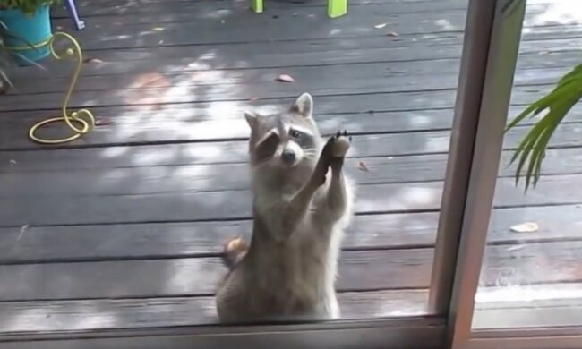 Sogar Tiere haben ausgezeichnete Manieren. Quelle: Screenshot YouTube