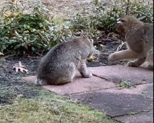 Die Babys des roten Luchses betraten den Hof eines Wohngebäudes und die Eigentümerin beschloss ihnen einen Ball zu geben