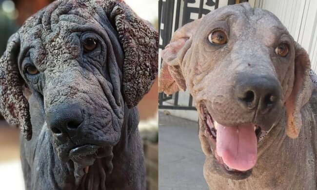 Ein Mann pflegt streunende Hunde und zeigt, was für hübsche Kreaturen sich hinter den Magerkeit und Krankheiten verbergen
