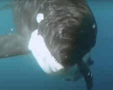 Orca. Quelle: Screenshot YouTube