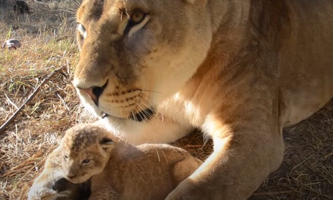 Erstaunlicher Mutterinstinkt. Quelle: Screenshot YouTube