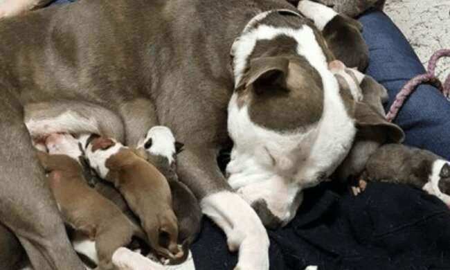 Einе Hündin mit Welpen. Quelle: www. pulse.сom