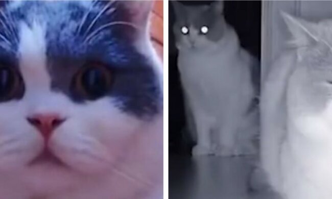 Der Besitzer ging und rief seine Katze täglich per Video an