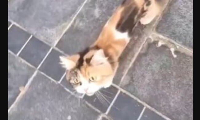Strassenkatze. Quelle: Youtube Screenshot