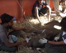 Die Rettung vom kranken Elefantenbaby. Quelle: Screenshot YouTube