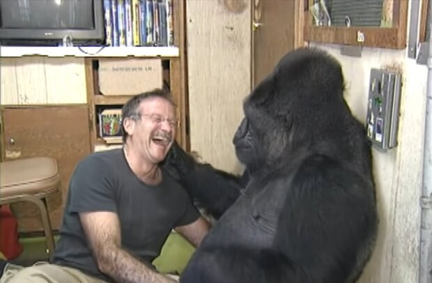 Robin Williams und Gorilla Coco. Quelle: Screenshot Youtube