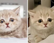 Große Augen vor Neugier: Ein Kätzchen hat sein Glück gefunden